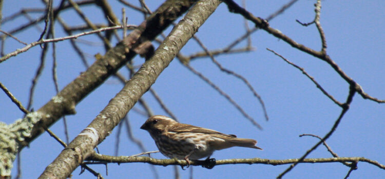 Rosie Crafts Female Purple Finch Bird Photography
