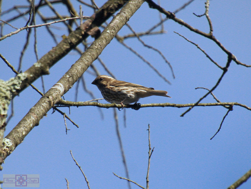 Rosie Crafts Female Purple Finch Bird Photography