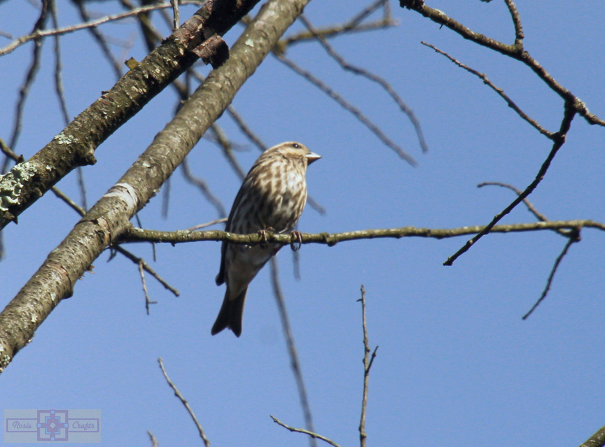 Rosie Crafts Female Purple Finch Bird Photography