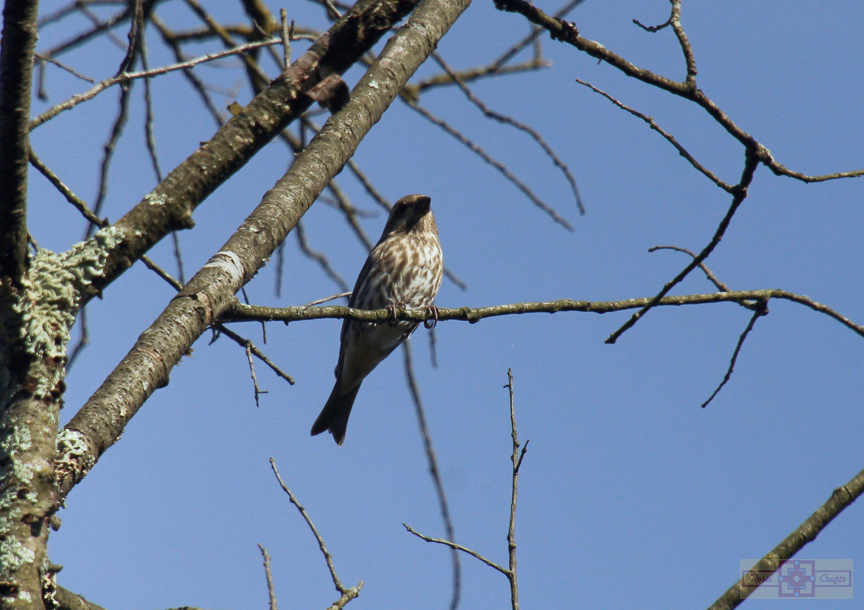 Rosie Crafts Female Purple Finch Bird Photography