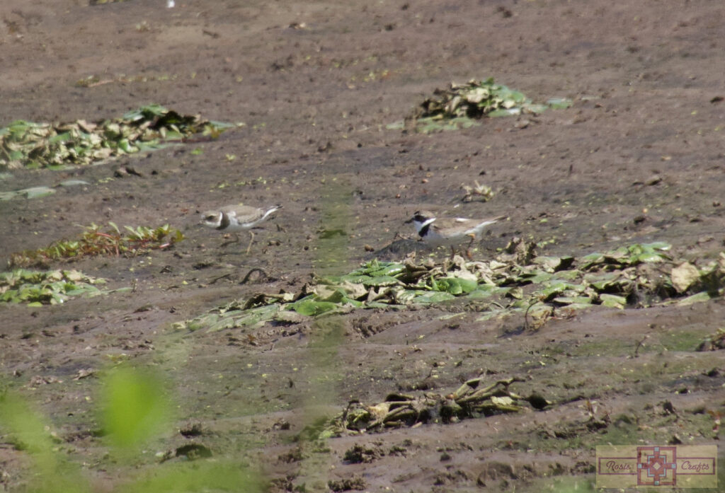 Rosie Crafts Semipalmated Sandpiper Bird Photography