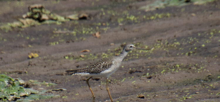 Rosie Crafts Lesser Yellowlegs Bird Photography