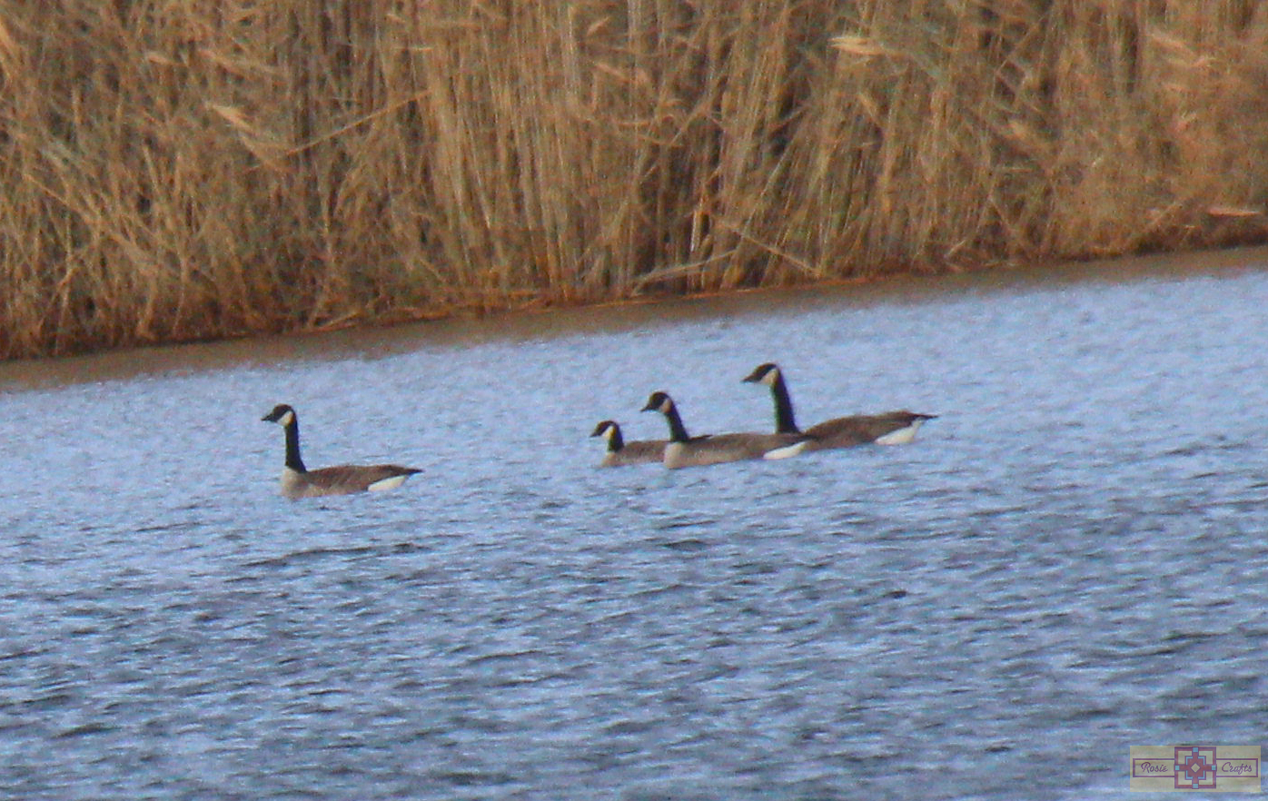 Rosie Crafts Cackling Goose Photography