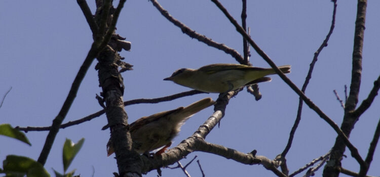 Rosie Crafts Red Eyed Vireo Bird Photography