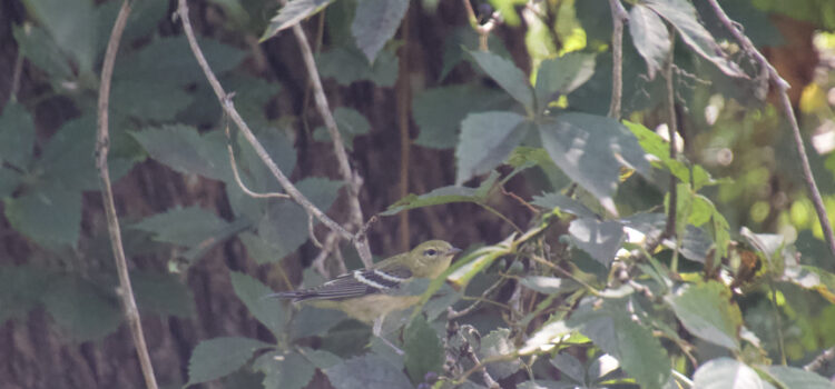 Rosie Crafts Female Bay Breasted Warbler Bird Photography