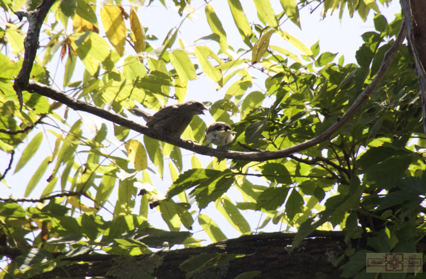 Rosie Crafts Red Eyed Vireo Bird Photography