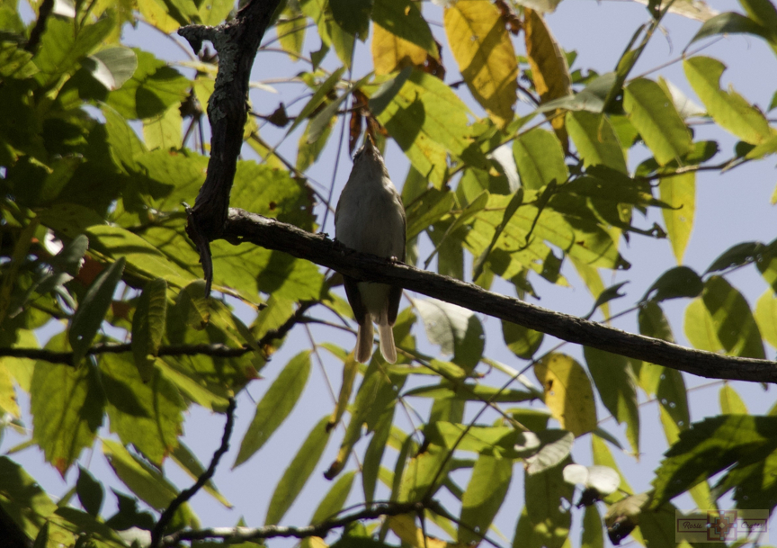 Rosie Crafts Red Eyed Vireo Bird Photography