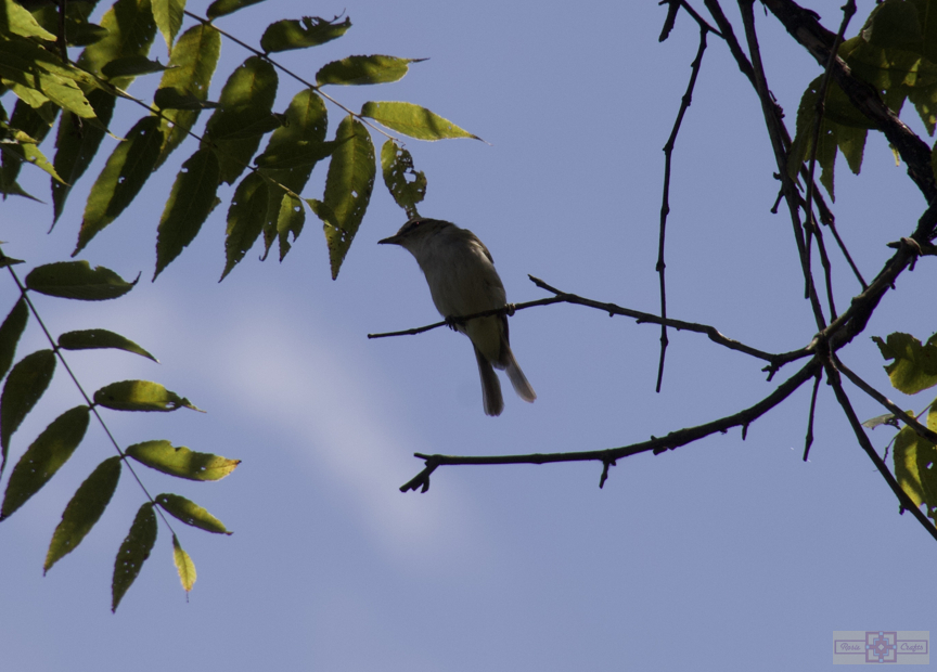Rosie Crafts Red Eyed Vireo Bird Photography