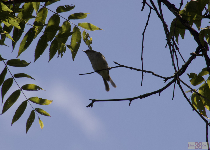 Rosie Crafts Red Eyed Vireo Bird Photography