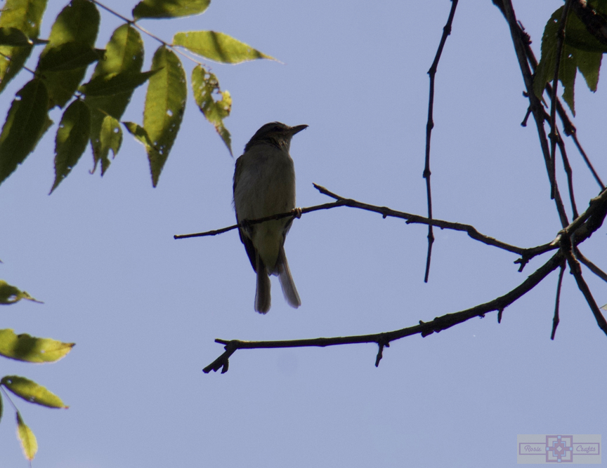 Rosie Crafts Red Eyed Vireo Bird Photography