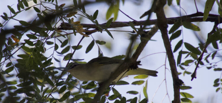 Rosie Crafts Red Eyed Vireo Bird Photography