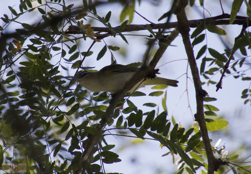 Rosie Crafts Red Eyed Vireo Bird Photography