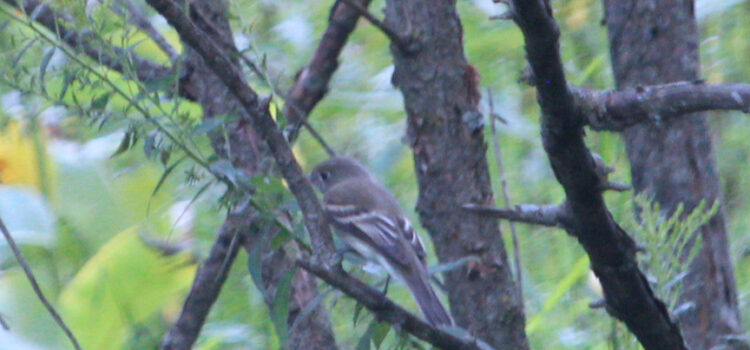 Rosie Crafts Least Flycatcher Bird Photography