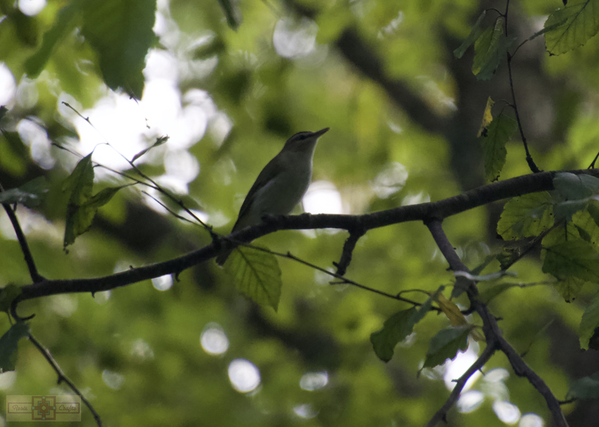 Rosie Crafts Red Eyed Vireo Bird Photography