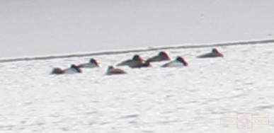 Rosie Crafts White Winged Scoter Bird Photography