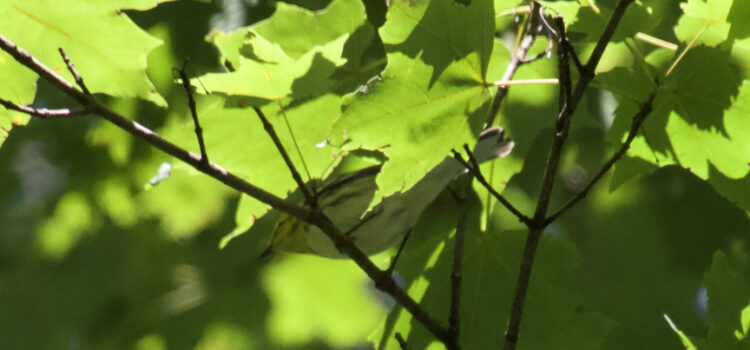Rosie Crafts Magnolia Warbler Bird Photography