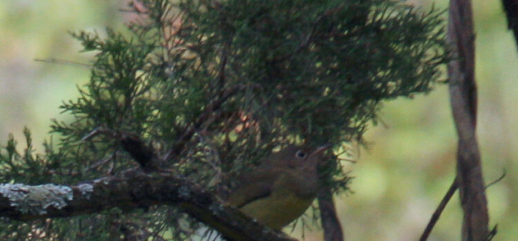 Rosie Crafts Connecticut Warbler Bird Photography
