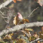 Rosie Crafts Male Purple Finch Bird Photography