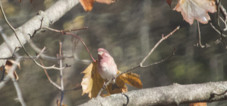 Rosie Crafts Male Purple Finch Bird Photography
